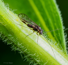 Mesopsocus unipunctatus