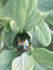 Chrysolina coerulans angelica