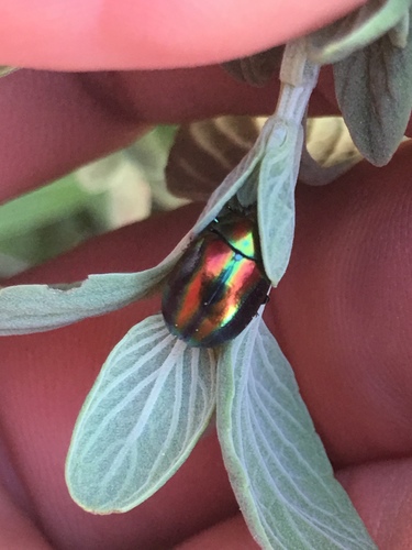 Subspecies Chrysolina coerulans angelica · iNaturalist