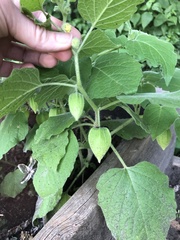 Physalis heterophylla