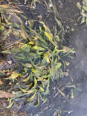 Potamogeton crispus