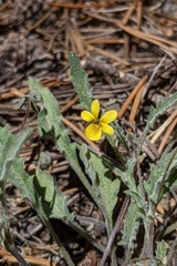 Viola pinetorum
