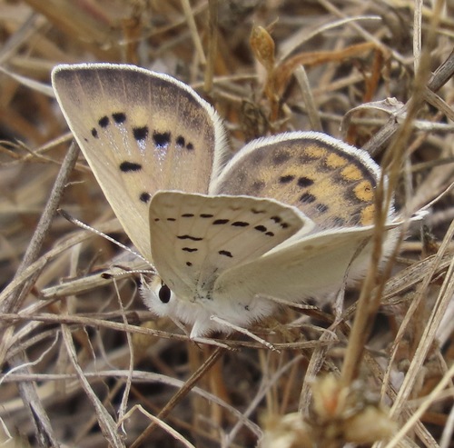 Blue Copper photo 6