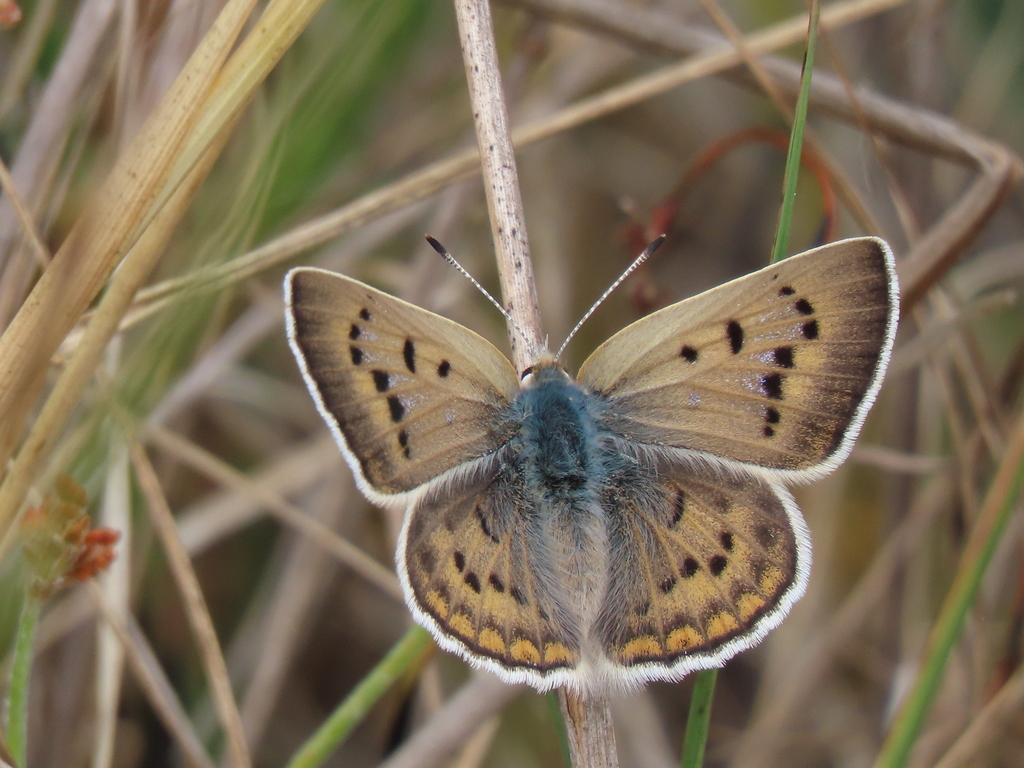 Blue Copper