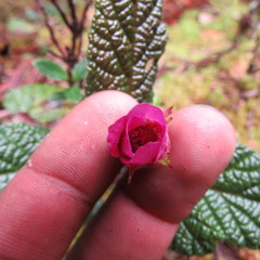 Rubus acanthophyllos
