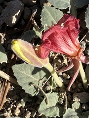 Oenothera xylocarpa