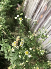 Erigeron