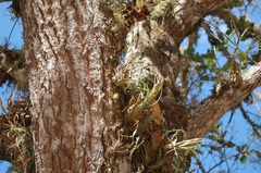 Tillandsia seleriana