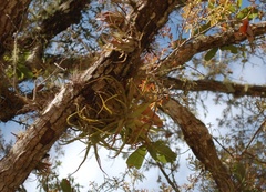 Tillandsia streptophylla
