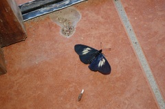 Altinote ozomene nox