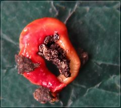 Arthurdendyus testaceus