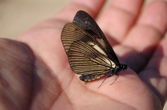 Altinote ozomene nox