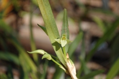 Maxillaria anceps