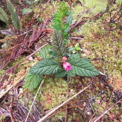 Rubus acanthophyllos