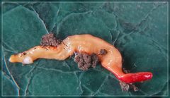 Arthurdendyus testaceus