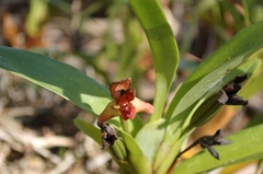 Maxillaria elatior