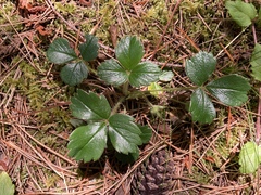 Fragaria chiloensis pacifica