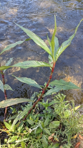 photo of Knotweeds, Smartweeds, And Waterpeppers (Persicaria)