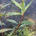 photo of Knotweeds, Smartweeds, And Waterpeppers (Persicaria)
