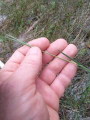 Amphibromus fluitans