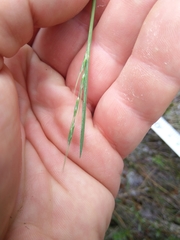 Amphibromus fluitans