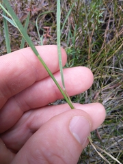 Amphibromus fluitans