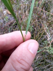 Amphibromus fluitans