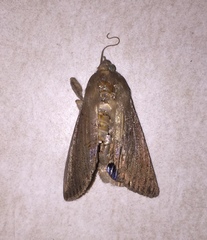 Litoprosopus futilis