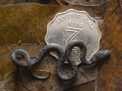 Pareas margaritophorus