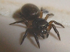 Orcevia proszynskii