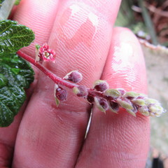 Ribes andicola
