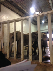 Elephantidae