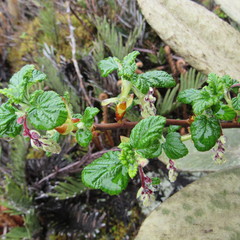 Ribes andicola