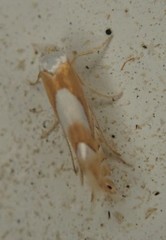 Phyllonorycter fitchella