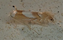 Phyllonorycter fitchella