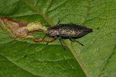 Poecilonota