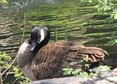 Branta canadensis