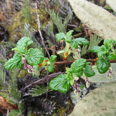 Ribes andicola