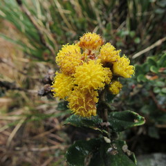 Scrobicaria ilicifolia