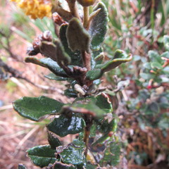 Scrobicaria ilicifolia