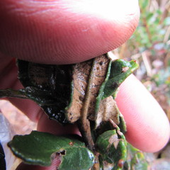 Scrobicaria ilicifolia