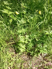Ranunculus propinquus