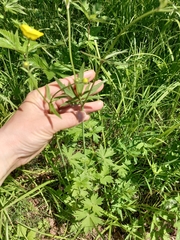 Ranunculus propinquus