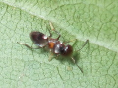 Encyrtus