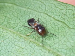 Encyrtus