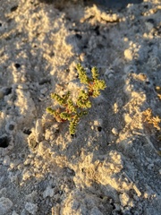 Nitrophila mohavensis