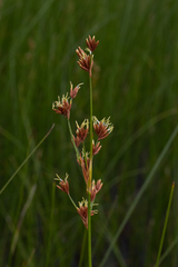Cladium mariscoides