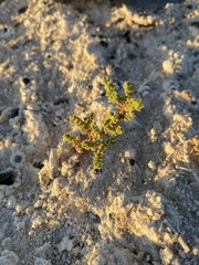 Nitrophila mohavensis