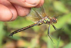 Somatochlora ensigera