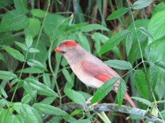 Cardinalis